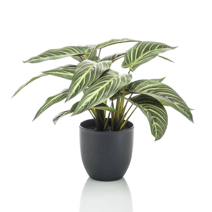 Emerald Konstväxt Calathea Zebrina i kruka 75 cm